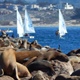 Seals And Boats