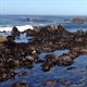 Tide Pool